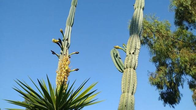 КАКТУСЫ-ГИГАНТЫ - они существуют?