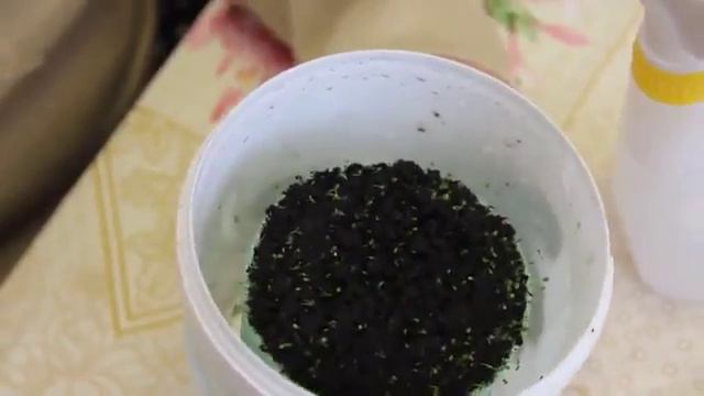 Что же делать с рассадой земляники дальше Сад и огород часть3 смотреть онлайн