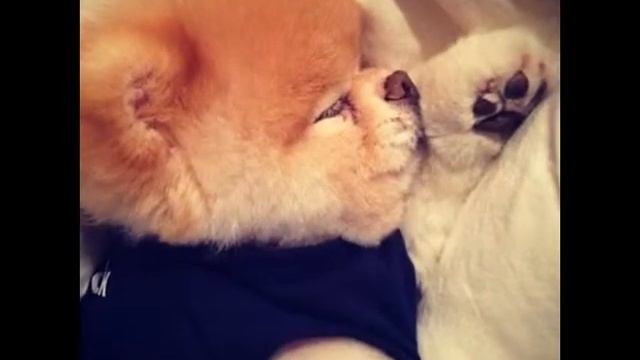 Satılık Pomeranian Yavruları 0532 343 8041 смотреть онлайн
