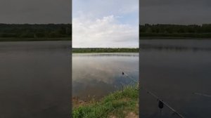 Отличный результат рыбалки. Бесплатная рыбалка в Подмосковье. Результат приятно удивил.