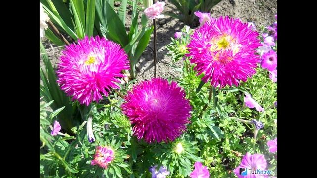 Как посадить астру смотреть онлайн