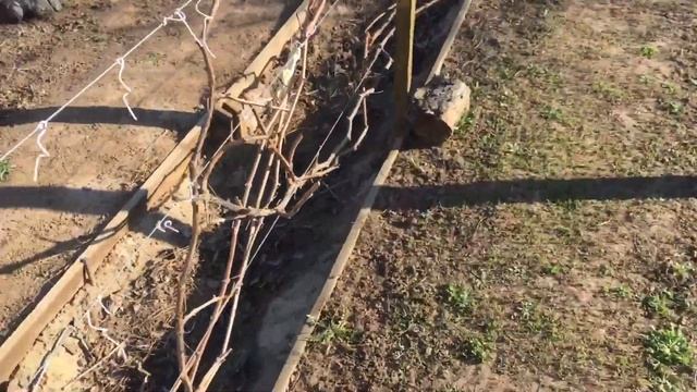 Ночные заморозки на даче. Волгоградская область. смотреть онлайн