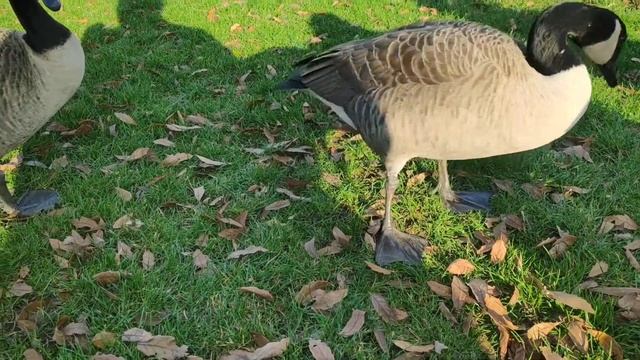 Королевские ботанические сады Кью 2. Royal Botanic Gardens, Kew. 2 смотреть онлайн
