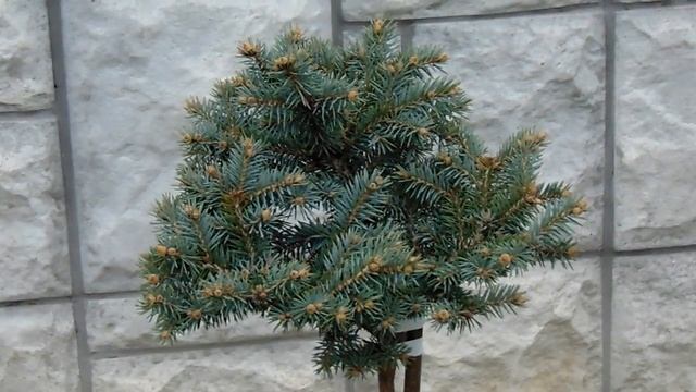Picea Pungens 'Glauca Compacta'