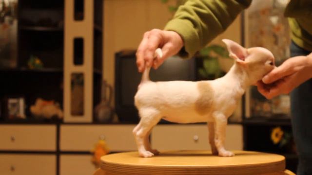 Фэнтези Стайл Ириска смотреть онлайн