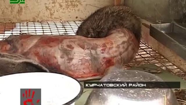 03 Стая собак растерзала кроликов смотреть онлайн