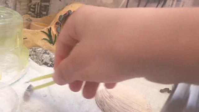 Кормёшка эублефара смотреть онлайн