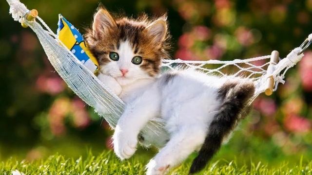 Кошачий релакс | Мурлыканье кошки | Мурчание смотреть онлайн