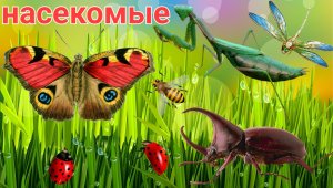Учим названия и виды насекомых - Насекомые и их виды - Насекомые для детей.