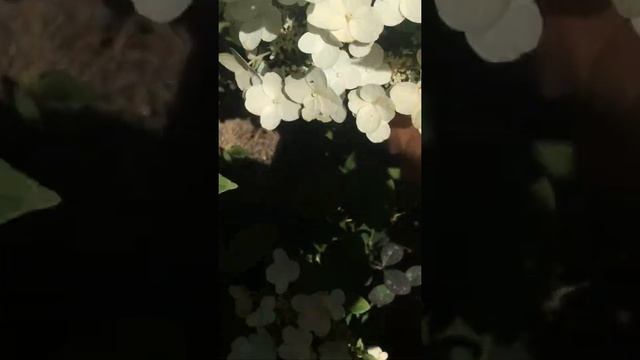 Гортензия метельчатая Вимс Ред смотреть онлайн