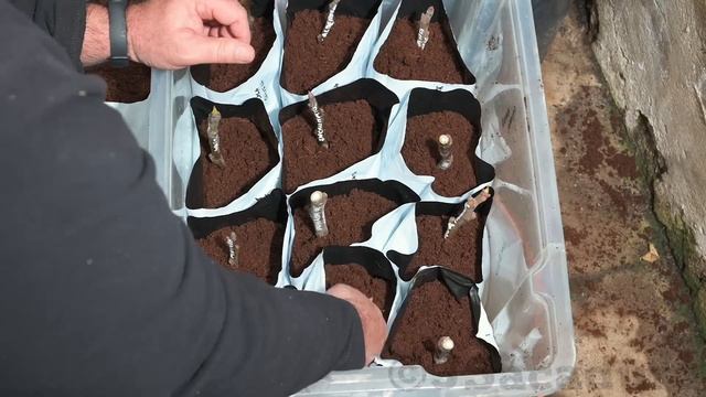 ROOTING FIG CUTTINGS | 100% Successful METHOD | PROPAGATE FIGS, KIWI, GRAPE, POMEGRANATE, ROOTSTOCK