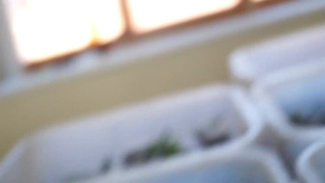 Результат летнего черенкования гортензии. смотреть онлайн