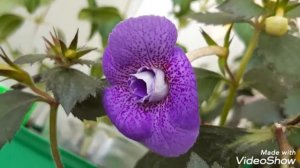 АХИМЕНЕСЫ. Цветение ахименесов.