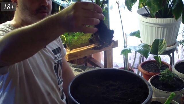 ПЕРЕСАДКА новых РАСТЕНИЙ ! Купил ЭПИПРЕМНУМ ТАЙСКИЙ !!! смотреть онлайн