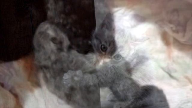 Девушка услышала писк из под земли и не поверила своим глазам! смотреть онлайн