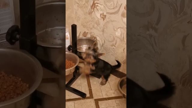 Йоркширский терьер смотреть онлайн