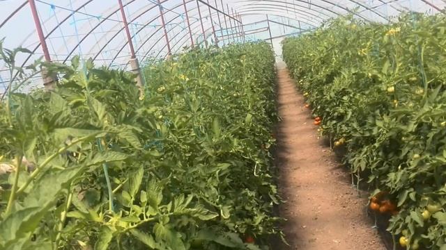 Помидоры Махитос F1 на 4 июня 2017 года смотреть онлайн