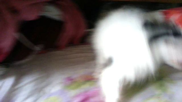 Дюма померанский шпиц смотреть онлайн