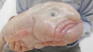 Рыба капля     Интересные факты