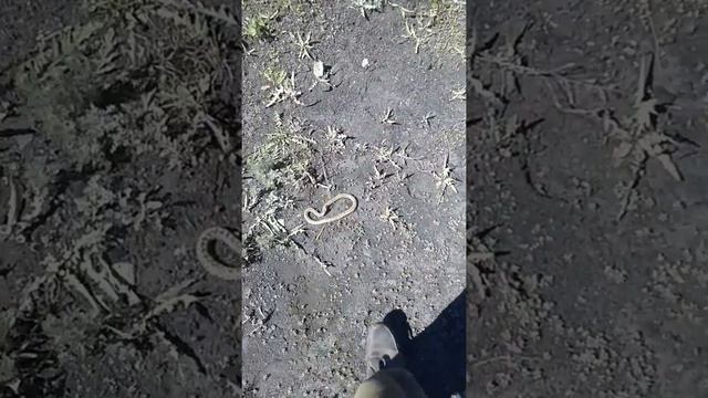 ЗМЕЯ КУСАЕТ ЗА НОГУ (ГАДЮКА) смотреть онлайн