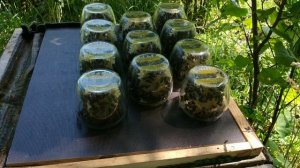 Сотовый мёд в банках. Пчёлы в работе)))