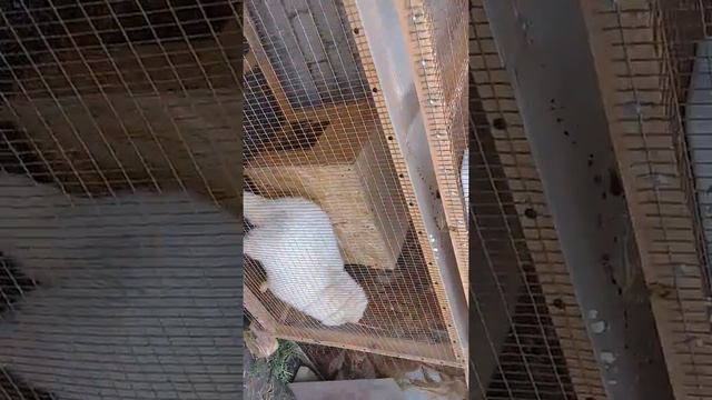 Енотовидная собака и канадский волк смотреть онлайн