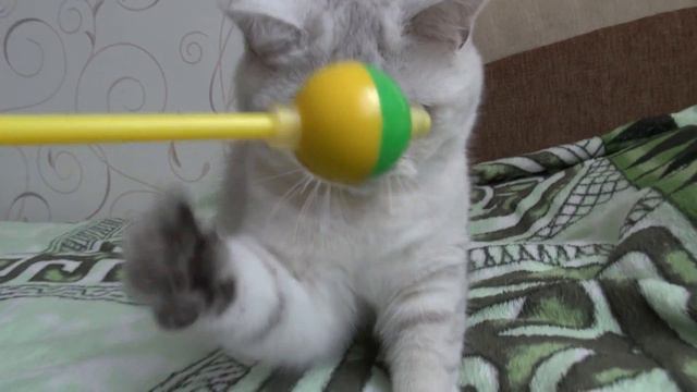 Котёнка Зая. 6 мес. смотреть онлайн