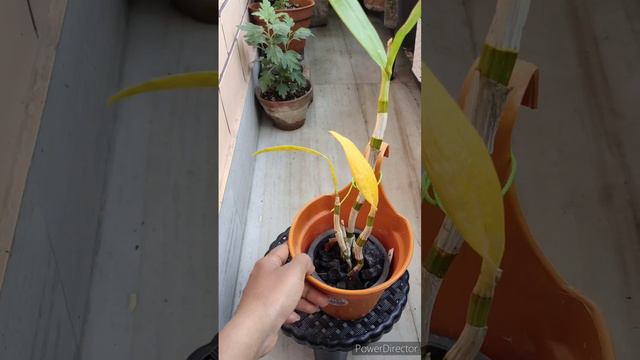 অর্কিড গাছের পাতা হলুদ হয়ে ঝড়ে পড়ার কারণ কি?(Why Orchid plant Leaf turning yellow & fall down) смотреть онлайн