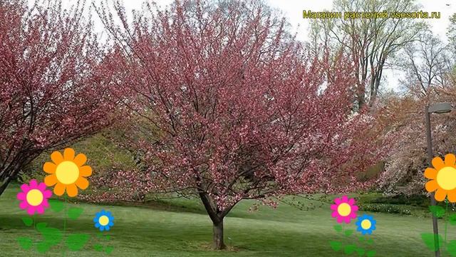Вишня мелкопильчатая Ройал Бургунди. Краткий обзор, описание prunus serrulata Royal Burgundy смотреть онлайн