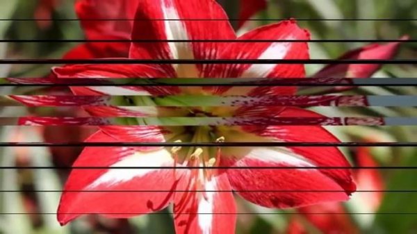 Легенда об Амариллисе. Божественная женственность - Амариллис...