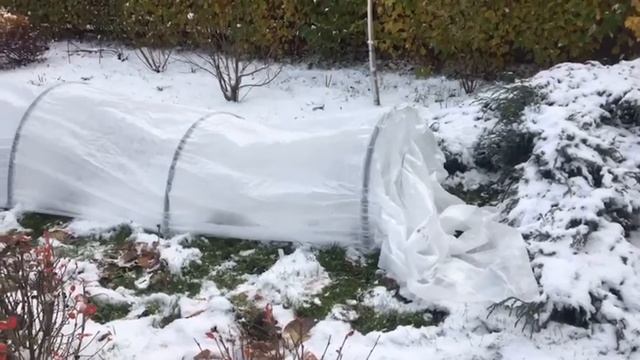 Закрываем розы на зиму