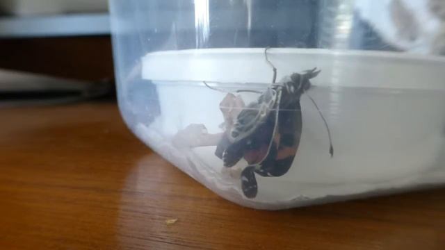 От гусеницы к бабочке. Часть III – коконы превращаются в бабочек. Caterpillar to Butterfly Kit. смотреть онлайн