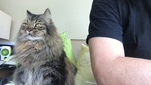 Siberian Forest Cat In HK