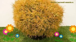 Туя западная Голден Таффет. Краткий обзор, описание характеристик thuja occidentalis Golden Tuffet