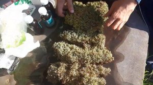 ИТОГ! Стабилизированный мох. Стабилизация мха а домашних условиях. Первый пробный вариант.