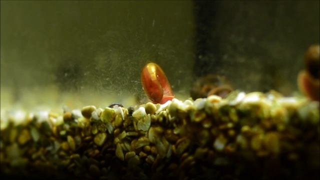 Улитки катушки и интересные факты о них смотреть онлайн