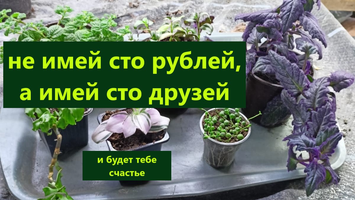 Не имей сто рублей... Мои новинки и назревает новый эксперимент. смотреть онлайн