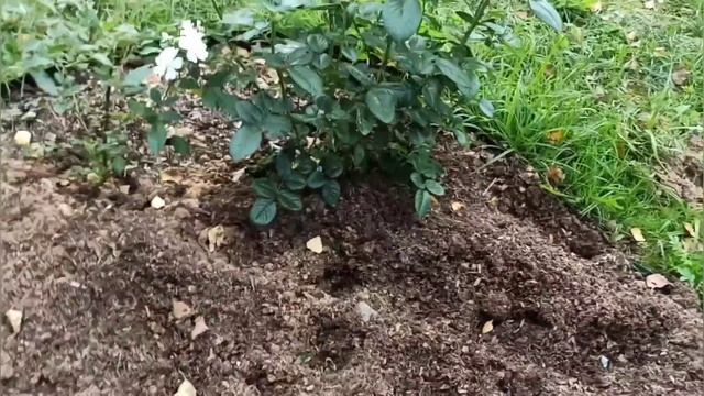 Кабаны в розарии!!! ?? Жестокие гости нашего сада!!!??? смотреть онлайн