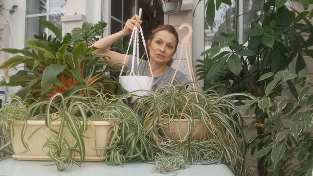 ХЛОРОФИТУМ/ УХОД, РАЗМНОЖЕНИЕ, ВИДЫ