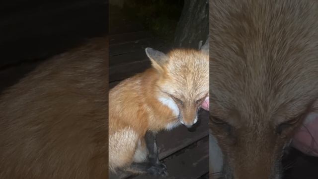 Алиса - лиса. Нужно поймать крысу смотреть онлайн