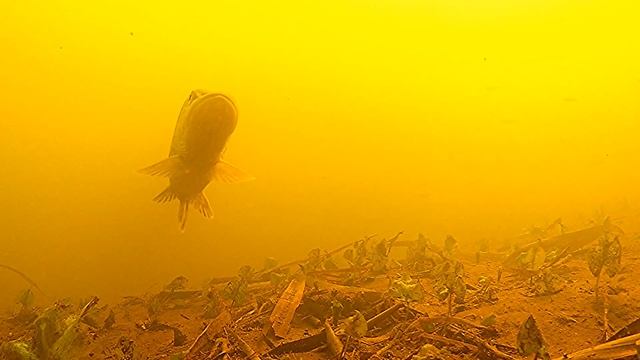 Нашёл ОМУТ в недоступном месте. Какая рыба здесь живёт? ПОДВОДНАЯ СЪЁМКА. смотреть онлайн