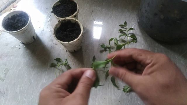How to plant stevia - Growing Stevia from cuttings смотреть онлайн