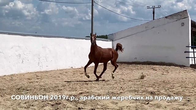 Продажа лошадей, арабская чистокровная, жеребец. #Тұлпар #арабская #лошадь #жеребец #продажа смотреть онлайн