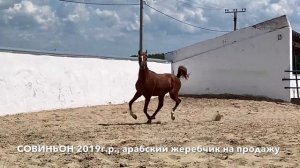 Продажа лошадей, арабская чистокровная, жеребец. #Тұлпар #арабская #лошадь #жеребец #продажа