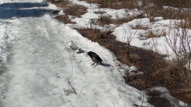 Первая прогулка чайки Чуи после зимы смотреть онлайн