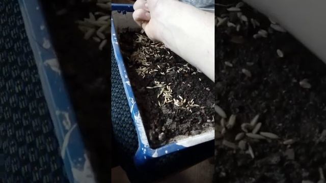 Пшеница для цыплят