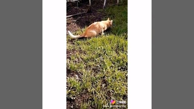 На лугу пасутся ко смотреть онлайн