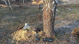 Самый гуманный способ добычи березового сока. Доработка метода. Березовый сок через капельницу.