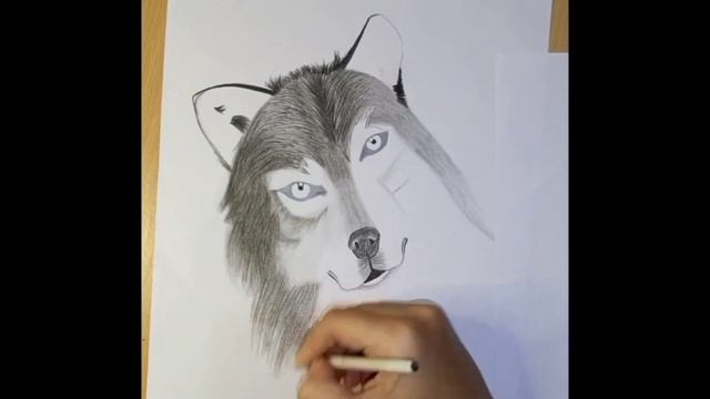 Wolf sketch || how to draw wolf || fashion Artduo #drawings #sketch #wolf смотреть онлайн