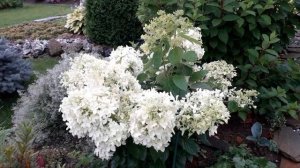 ✿➽ Гортензия Дентель де Горрон  ??сезон 2019